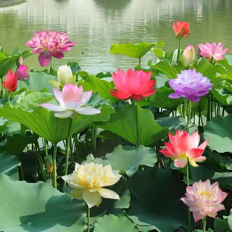 Σπόροι Λωτού Μπονσάι Premium – 10 Πολύχρωμοι Σπόροι Υδρόβιου Λωτού για Υδάτινους Κήπους και Εσωτερικούς Χώρους